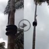 A gigantic black snake dancing on the coconut tree like a pole dance Viral Video