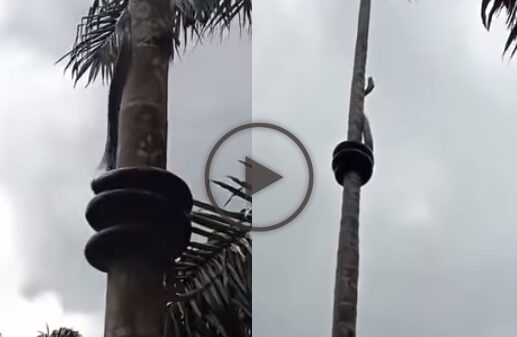 A gigantic black snake dancing on the coconut tree like a pole dance Viral Video