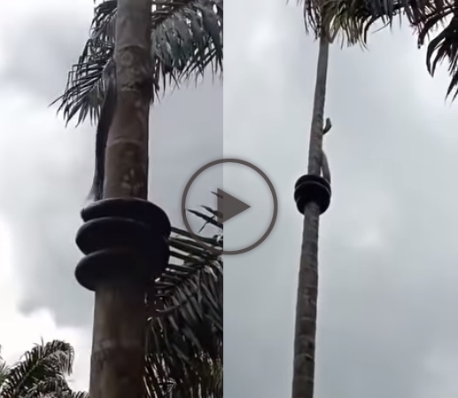 A gigantic black snake dancing on the coconut tree like a pole dance Viral Video