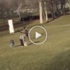 A shocking viral video that shows an eagle snatching a baby from the park