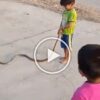 A small boy playing with a snake tail viral video