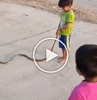 A small boy playing with a snake tail viral video