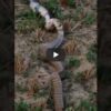 Alive Cobra was swallowed by a huge Snake in the viral video