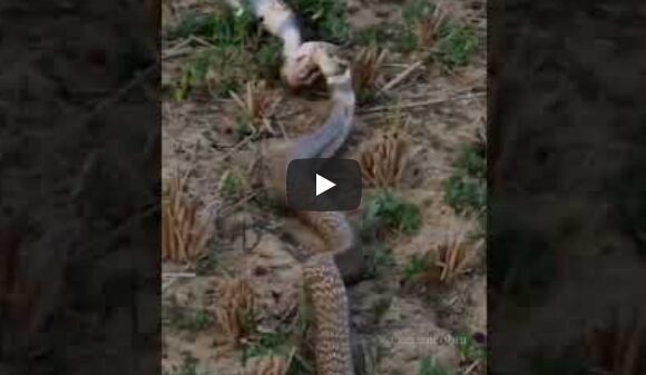 Alive Cobra was swallowed by a huge Snake in the viral video