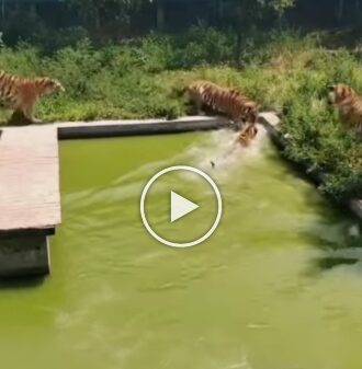 How a Duck save its life from the Tigers smartly in the viral video