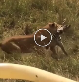 In a viral video, a zebra protects her baby against the lioness