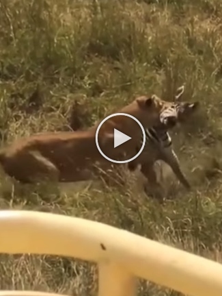 In a viral video, a zebra protects her baby against the lioness