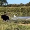 In a viral video, the life of wild beast gets saved from a herd of lionesses