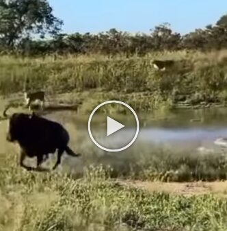 In a viral video, the life of wild beast gets saved from a herd of lionesses