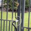 Snake tries to catch a frog but fails, seen in a viral video