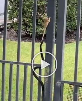 Snake tries to catch a frog but fails, seen in a viral video