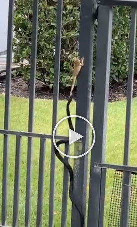 Snake tries to catch a frog but fails, seen in a viral video