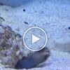 The video of two fishes shows that bad neighbors exist everywhere, the video goes viral