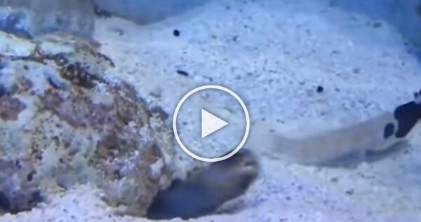 The video of two fishes shows that bad neighbors exist everywhere, the video goes viral