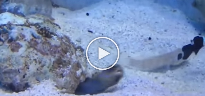 The video of two fishes shows that bad neighbors exist everywhere, the video goes viral