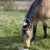 The viral video of Horse and a Dog where both tried to smell a thing lying on the ground