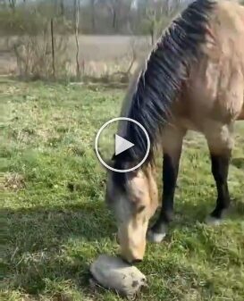 The viral video of Horse and a Dog where both tried to smell a thing lying on the ground