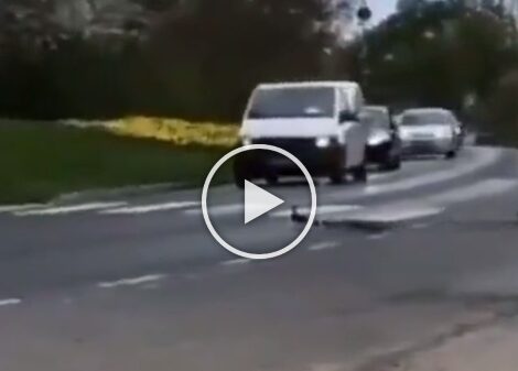 The viral video shows the duck and its ducklings trying to cross the road