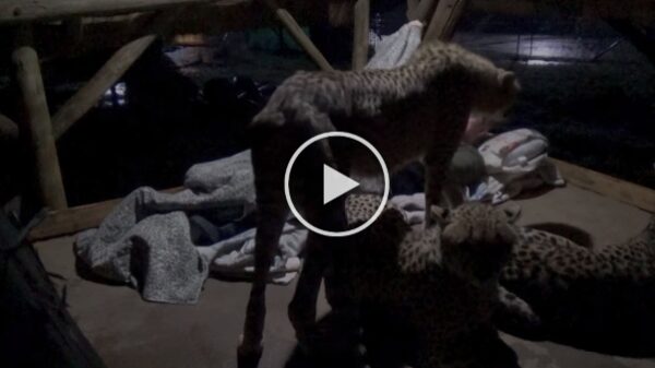 Video goes viral of a man from South Africa as he sleeps with a troop of Cheetahs