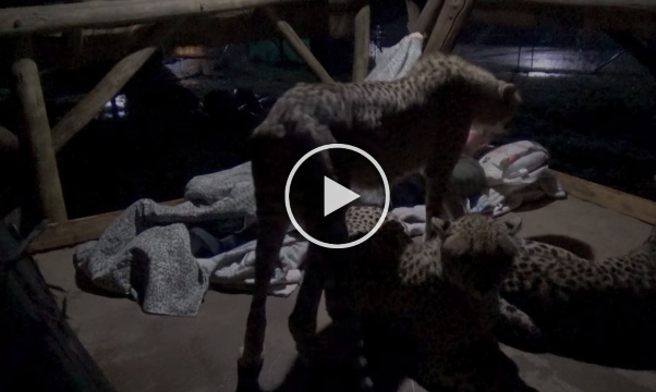 Video goes viral of a man from South Africa as he sleeps with a troop of Cheetahs