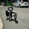 Watch: Cats expressing their love by making hearts with their tails will melt your heart