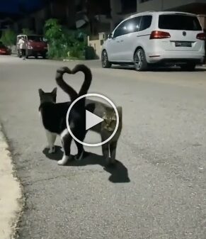 Watch: Cats expressing their love by making hearts with their tails will melt your heart