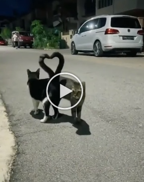 Watch: Cats expressing their love by making hearts with their tails will melt your heart