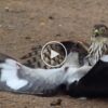 Watch Video goes viral of a Hawk attempting to kill a Cuckoo bird