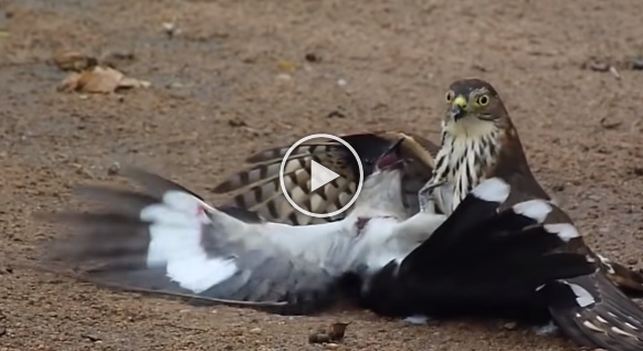 Watch Video goes viral of a Hawk attempting to kill a Cuckoo bird