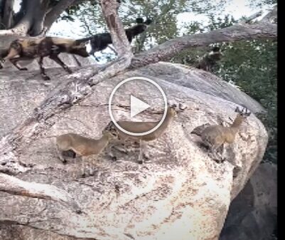 Wild dogs were trying hard to catch three deer Viral Videos