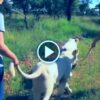 Women hold the tail of a lioness viral Video