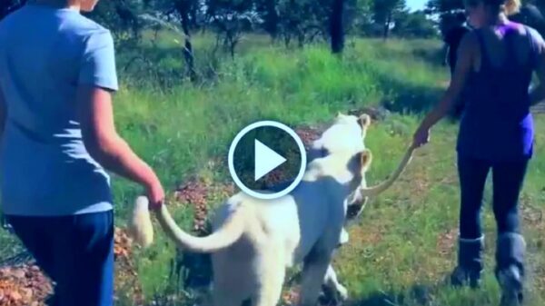 Women hold the tail of a lioness viral Video